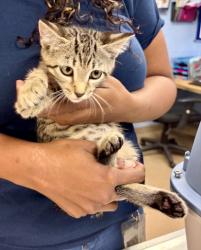 Shelter Stray Male Cat last seen Near Vancouver Dr Tucker Georgia 30084, 30084, GA, 3280 Chamblee Dunwoody Rd, Chamblee, GA 30341, USA
