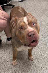 Shelter Stray Male Dog last seen Near Kensington Ave, 64128, MO, 7077 Elmwood Ave, Kansas City, MO 64132, USA