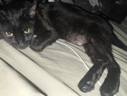 Found/Stray Male Cat last seen Near N Orange Olive Rd Orange, CA 92865 United States, Orange, CA 92865