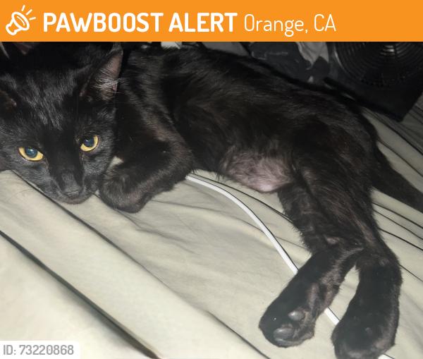Found/Stray Male Cat last seen Near N Orange Olive Rd Orange, CA 92865 United States, Orange, CA 92865