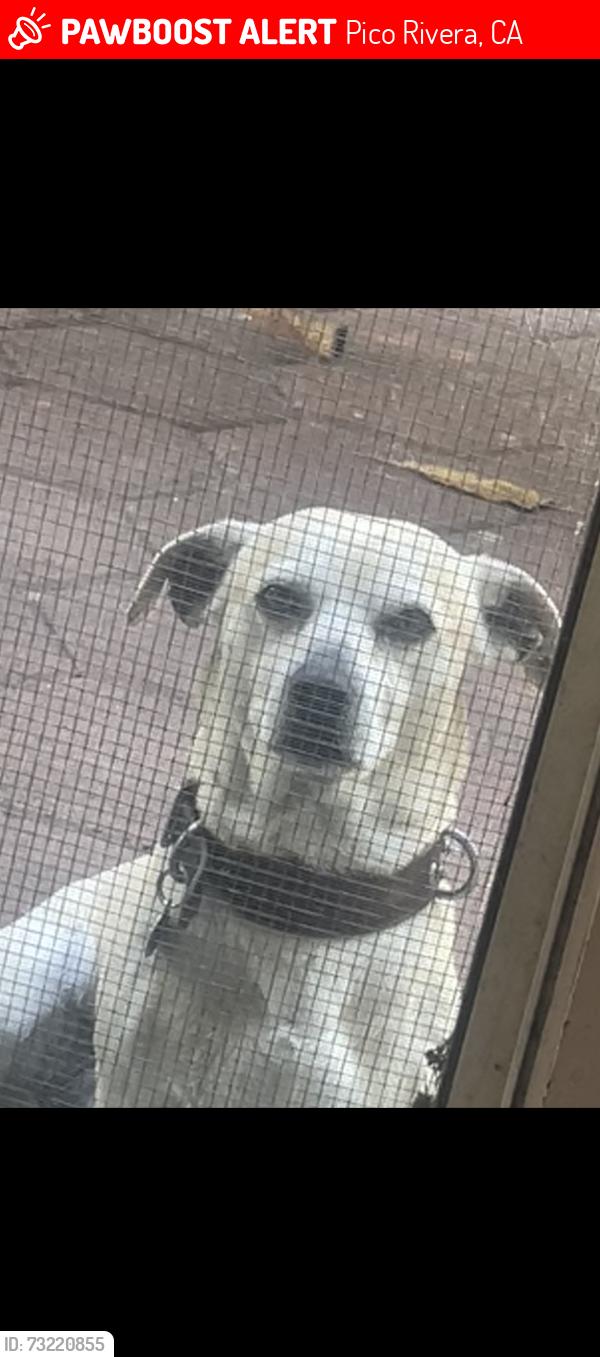 Lost Male Dog last seen Rushmore st. Main crossing streets is Washington/Passons, Pico Rivera, CA 90660