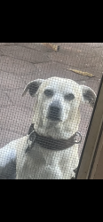 Lost Male Dog last seen Rushmore st. Main crossing streets is Washington/Passons, Pico Rivera, CA 90660