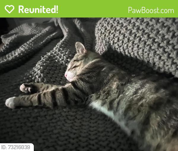Reunited Male Cat last seen High st cumberland RI, Cumberland, RI 02864