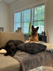 Reunited Female Dog last seen Chapman & Semmes, East Point, GA 30344
