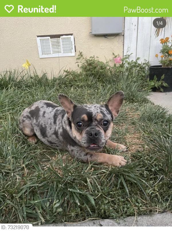 Reunited Female Dog last seen Avenue b, Yuma, AZ 85364