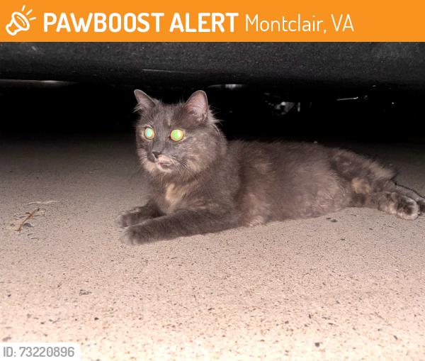 Found/Stray Unknown Cat last seen cardinal and waterway drive, Montclair, VA 22025