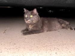 Found/Stray Unknown Cat last seen cardinal and waterway drive, Montclair, VA 22025