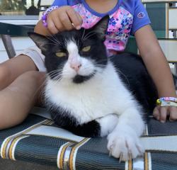 Lost Male Cat last seen Deerbrook Trl, Austin, TX 78750