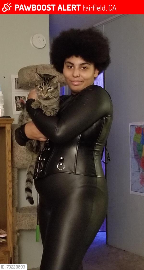 Lost Female Cat last seen Bel Air Cr, Fairfield, CA 94533