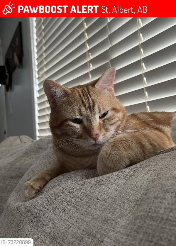 Lost Male Cat last seen William D. Cute elementary school, St. Albert, AB 