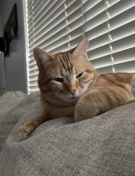 Lost Male Cat last seen William D. Cute elementary school, St. Albert, AB 