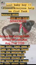 Lost Male Dog last seen Near east wooden ave, Chelan, WA 98816