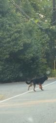 Found/Stray Unknown Dog last seen Near German Shepards seen running north on West Mercer Way right by Groveland Park. Last seen 6:33pm, Mercer Island, WA 98040