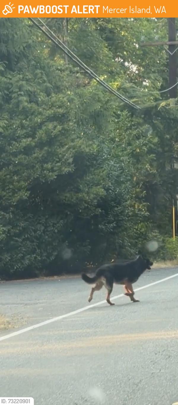 Found/Stray Unknown Dog last seen Near German Shepards seen running north on West Mercer Way right by Groveland Park. Last seen 6:33pm, Mercer Island, WA 98040