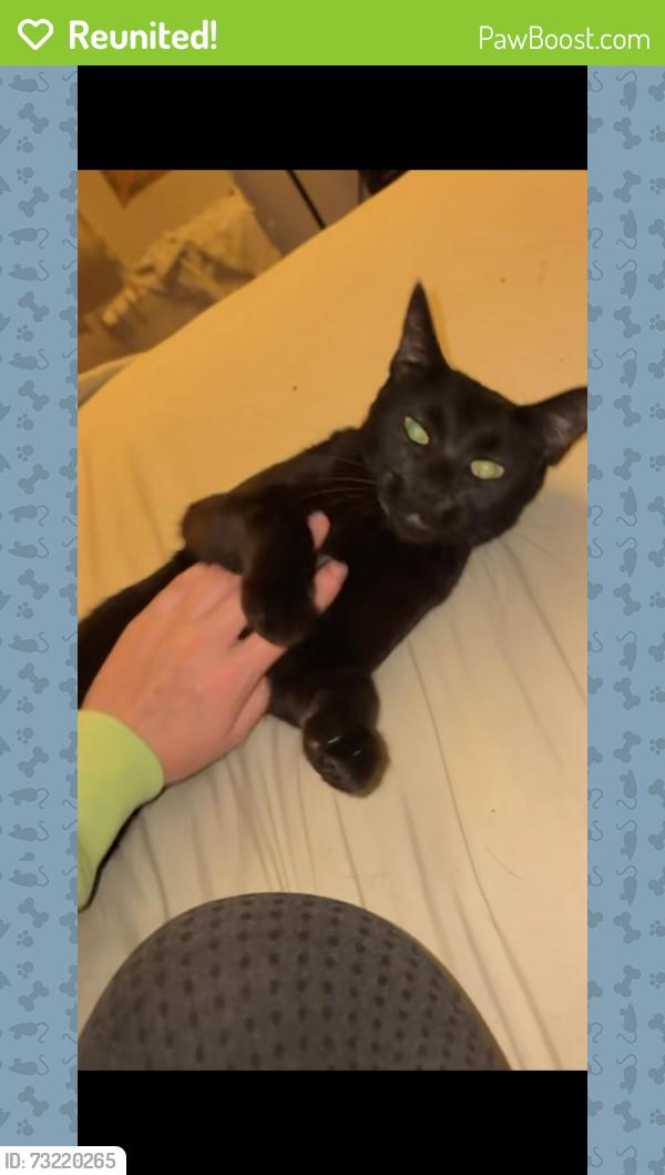 Reunited Female Cat last seen Jung's Station across from the Fire Station and Barnwell/Becky David, St. Peters, MO 63303
