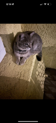 Found/Stray Unknown Cat last seen Arrow and seville, Fontana, CA 92335