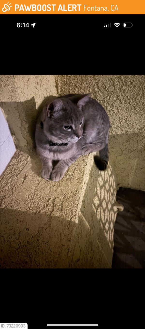 Found/Stray Unknown Cat last seen Arrow and seville, Fontana, CA 92335