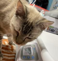 Found/Stray Male Cat last seen Camino Ruiz, San Diego, CA 92126