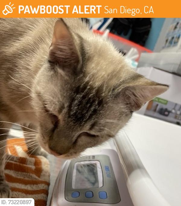 Found/Stray Male Cat last seen Camino Ruiz, San Diego, CA 92126