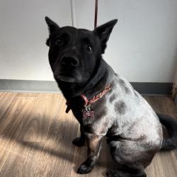 Shelter Stray Male Dog last seen Near River Run Drive, San Diego, CA, 92108, 5500 Gaines St, San Diego, CA 92110, USA