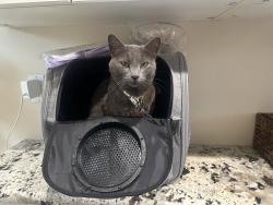 Lost Female Cat last seen Egrets cove Utopia circle south tropical, Merritt Island, FL 32952
