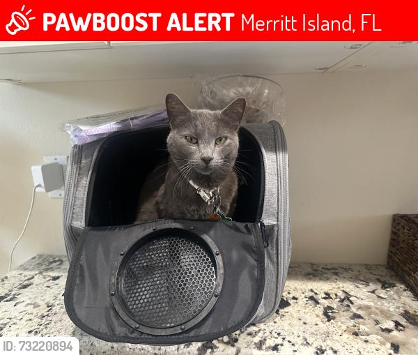 Lost Female Cat last seen Egrets cove Utopia circle south tropical, Merritt Island, FL 32952