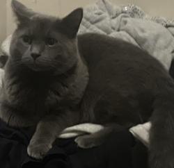 Lost Male Cat last seen Melvin & Adair Ave North, Hamilton, ON L8H 6B3