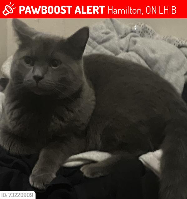 Lost Male Cat last seen Melvin & Adair Ave North, Hamilton, ON L8H 6B3
