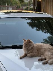 Reunited Male Cat last seen Clay st and East Main, Ashland, OR 97520