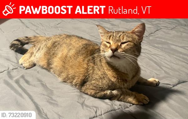 Lost Female Cat last seen Cedar ave rutland vermont, Rutland, VT 05701