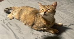 Lost Female Cat last seen Cedar ave rutland vermont, Rutland, VT 05701