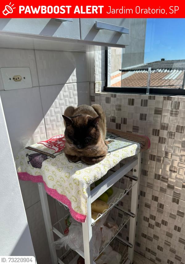 Lost Male Cat last seen Rua rio de janeiro 446, jardim oratório, Mauá,Sp, Jardim Oratorio, SP 