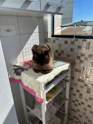 Lost Male Cat last seen Rua rio de janeiro 446, jardim oratório, Mauá,Sp, Jardim Oratorio, SP 