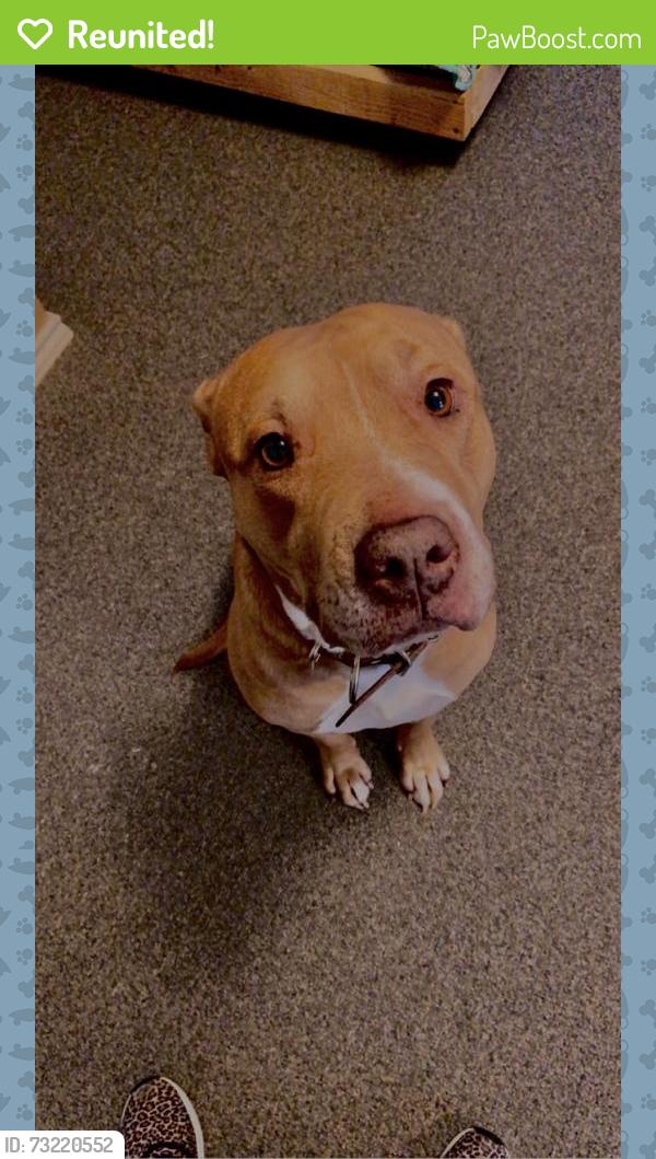 Reunited Male Dog last seen Whitley Rd, Watauga, TX 76148