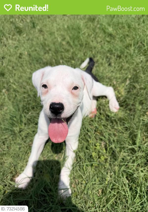 Reunited Female Dog last seen Hulen & camp bowie, Fort Worth, TX 76107