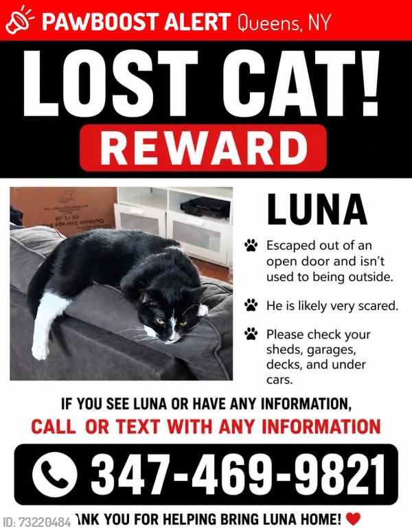 Lost Female Cat last seen Hollis and 215th, Queens, NY 11428