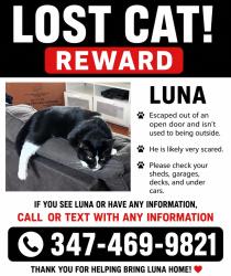 Lost Female Cat last seen Hollis and 215th, Queens, NY 11428