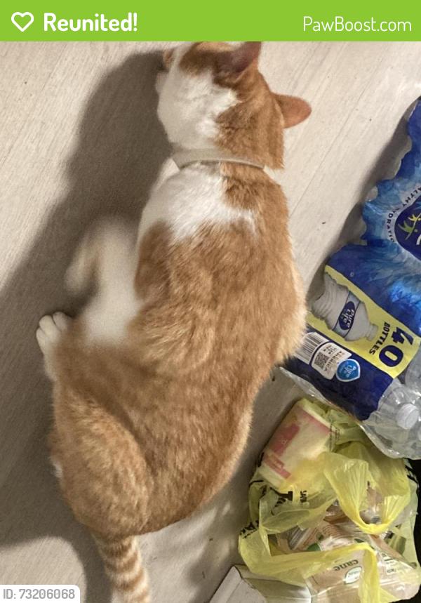 Reunited Male Cat last seen Jojos pizza, Mechanicsburg, PA 17055