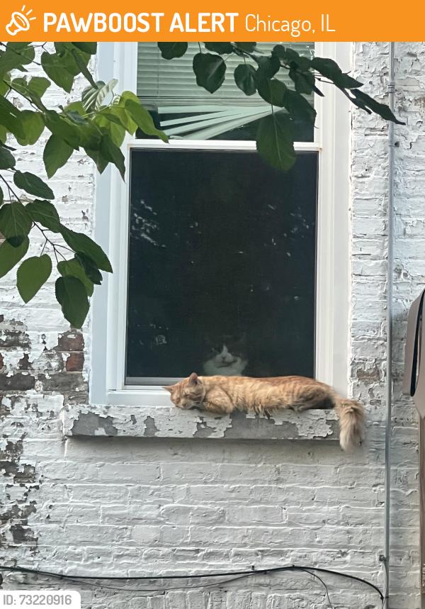 Found/Stray Unknown Cat last seen N Hamlin Ave and W Shakespeare Ave, Chicago, IL 60639