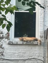 Found/Stray Unknown Cat last seen N Hamlin Ave and W Shakespeare Ave, Chicago, IL 60639