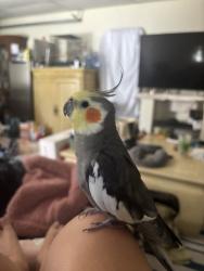 Lost Male Bird last seen Hildreth & Tenaya Ave., South Gate, CA, 90280, South Gate, CA 90280