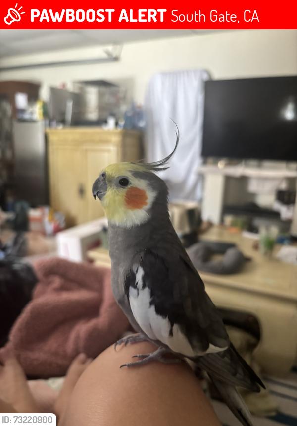 Lost Male Bird last seen Hildreth & Tenaya Ave., South Gate, CA, 90280, South Gate, CA 90280