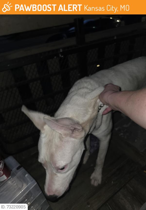 Found/Stray Male Dog last seen N Wheeling & St John, Kansas City, MO 64123
