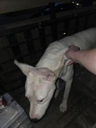Found/Stray Male Dog last seen N Wheeling & St John, Kansas City, MO 64123