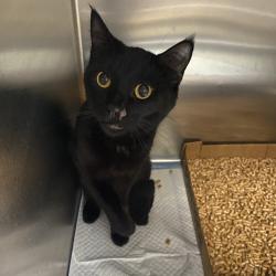Shelter Stray Unknown Cat last seen , 6621 Westminster Ave, Garden Grove, CA 92844, USA