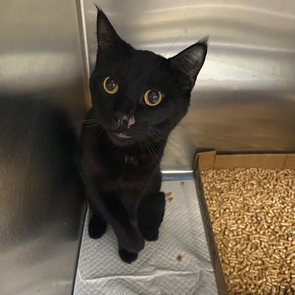 Shelter Stray Unknown Cat last seen , 6621 Westminster Ave, Garden Grove, CA 92844, USA