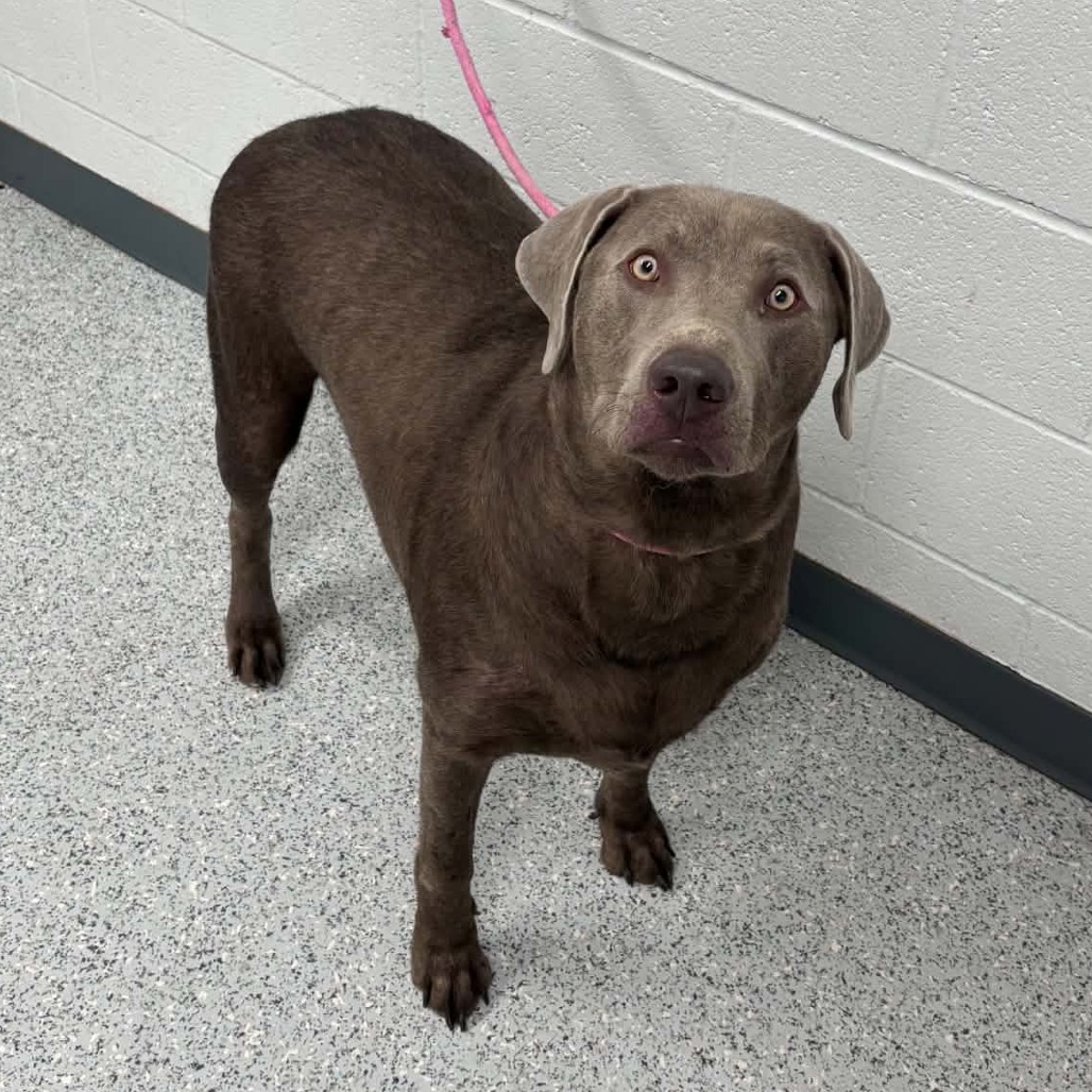 Shelter Stray Male Dog last seen , 5801 Graye Ln, Caldwell, ID 83607, USA