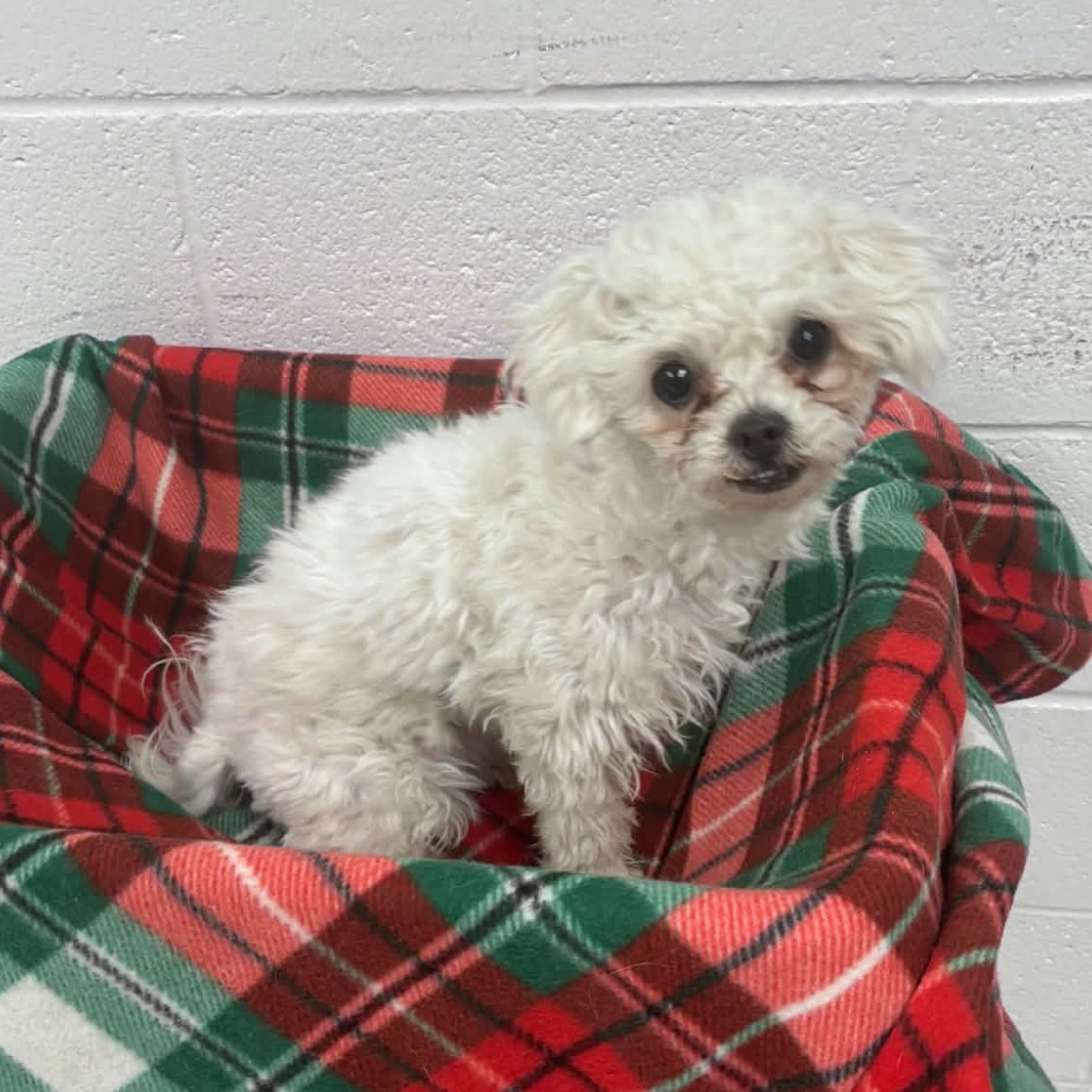 Shelter Stray Female Dog last seen , 5801 Graye Ln, Caldwell, ID 83607, USA