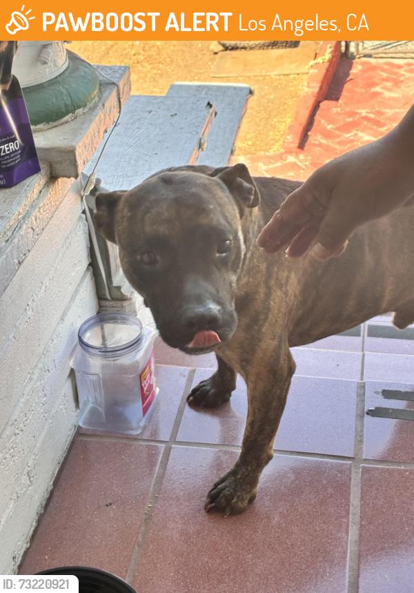 Found/Stray Male Dog last seen Breed - Chicago, Los Angeles, CA 90033