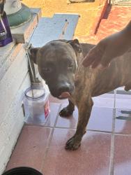 Found/Stray Male Dog last seen Breed - Chicago, Los Angeles, CA 90033